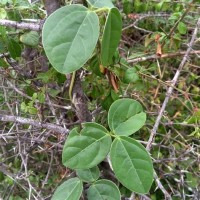 Macrotyloma ciliatum (J.G.Klein ex Willd.) Verdc.